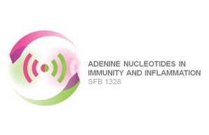 Logo vom SFB 1328, Adenine Nucleotides in Immunity and Inflammation