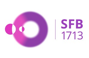 SFB 1713