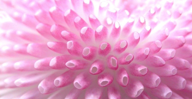 Blume im Focus