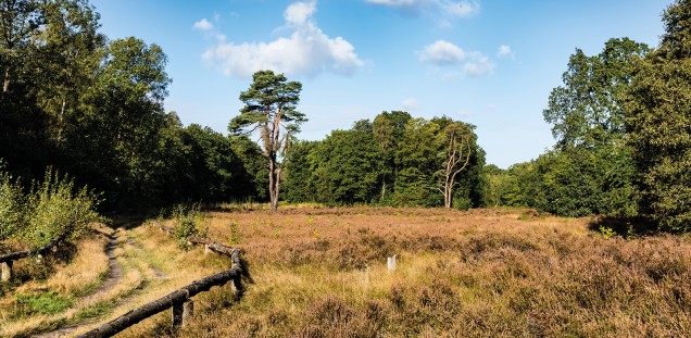 Wittenbergener Heide