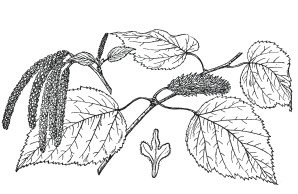 Birkenzucker