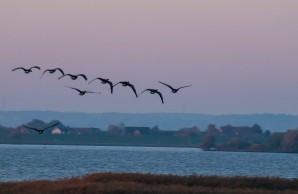 Foto von Simon Arndt, Vogelschwarm in der Dämmerung