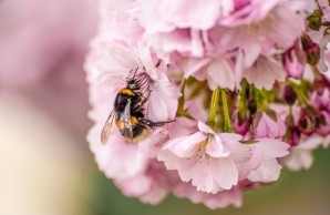 Foto von Simon Arndt, Hummel auf einer Zierkirschenblüte