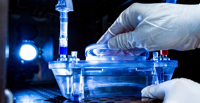 Ein Gefäß wurde im 4D-Biodruckverfahren hergestellt