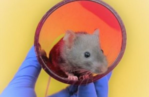 Refinement in der Tierhaltung: Tunnelhandling