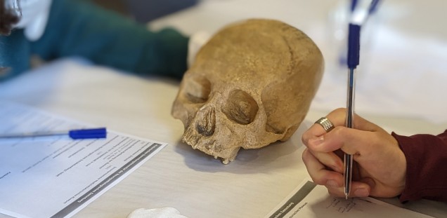 Ein Schädelabguss liegt auf dem Tisch, darum Hände mit Handschuhen und Stiften