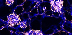 Mural Cell Biology
