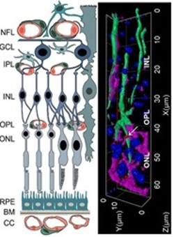 Retinal neuroprotection on a cell-type specific level