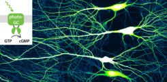 Role of cyclic nucleotides in synaptic function
