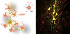 Second messenger signaling in microglia