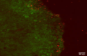 ktcells