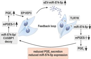 EV basierter Feedbackloop in Lungenkrebs 
