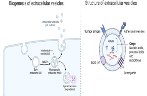 EV Biogenese 