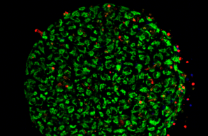 Spheroidbasierter Killing Assay