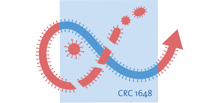 CRC1648