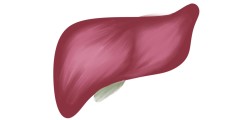 Leber utc